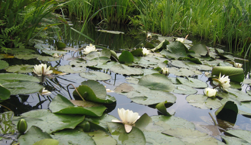 Wasserrosen