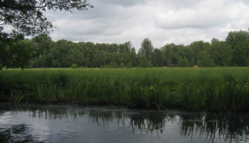 Ein Seitenarm der Spree