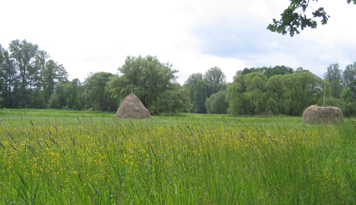 Eine Wiese mit zwei Heuschobern